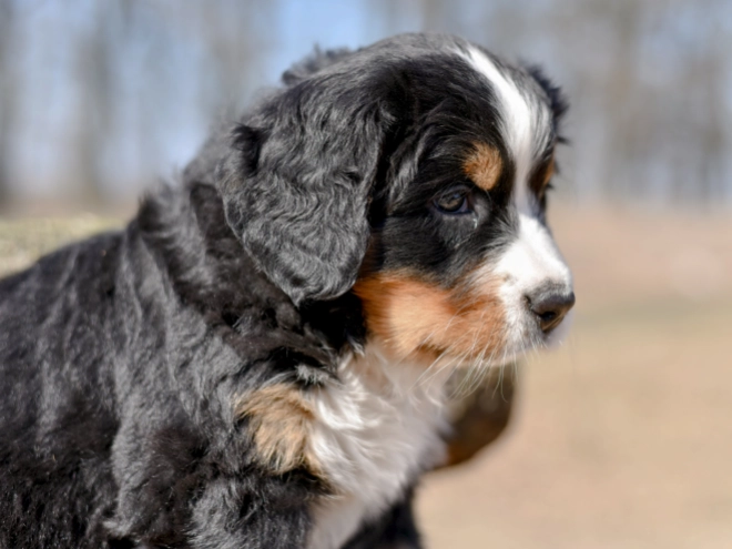 Bernese Mountain Dog puppy for sale