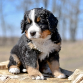 Bernese Mountain Dog puppy for sale