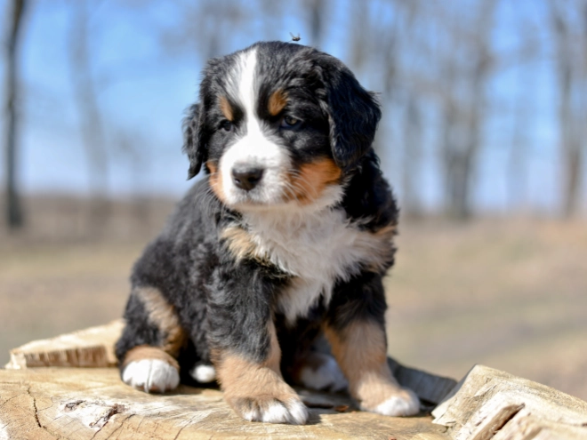 Bernese Mountain Dog puppy for sale