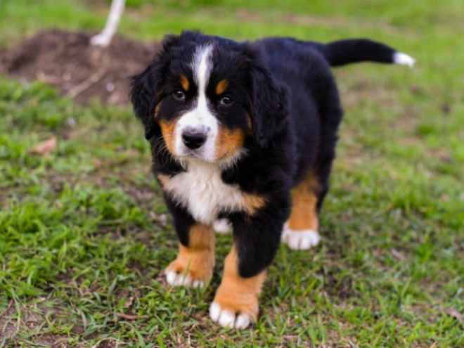 Bernese Mountain Dog puppy for sale