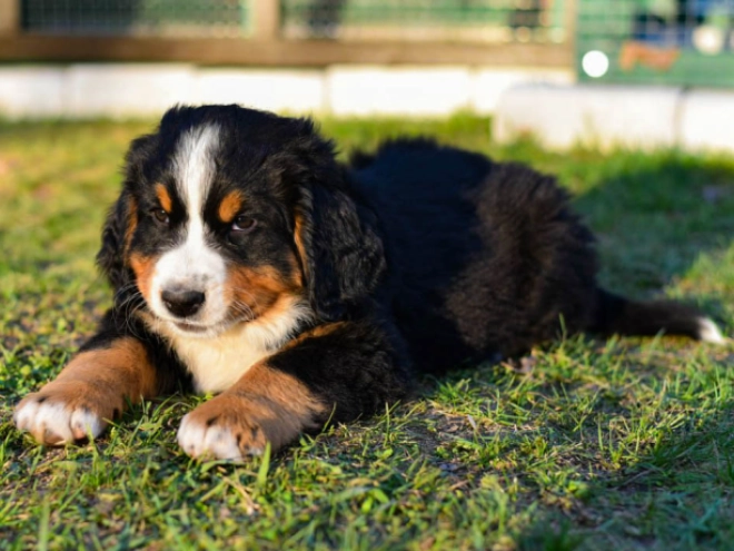 Bernese Mountain Dog puppy for sale
