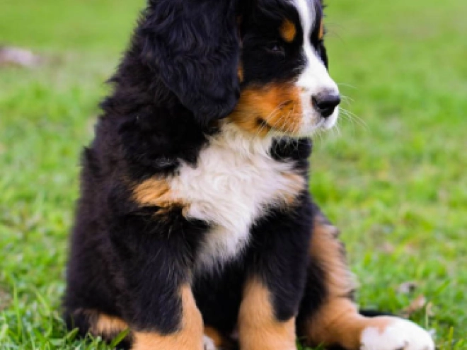Bernese Mountain Dog puppy for sale