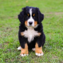 Bernese Mountain Dog puppy for sale