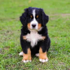 Bernese Mountain Dog puppy for sale