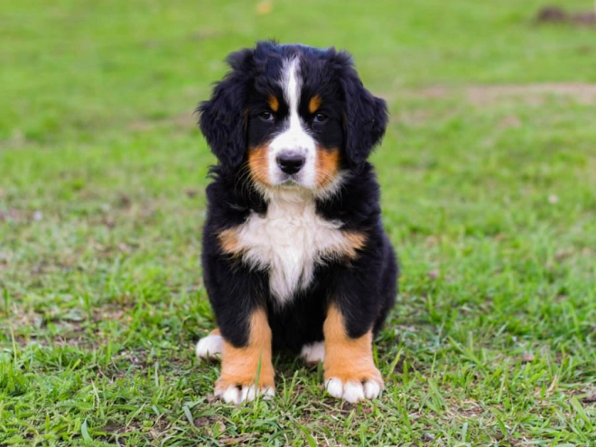 Bernese Mountain Dog puppy for sale