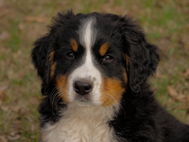 Bernese Mountain Dog puppy for sale