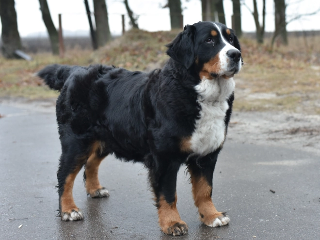 Bernese Mountain Dog puppy for sale