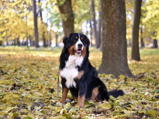 Bernese Mountain Dog puppy for sale