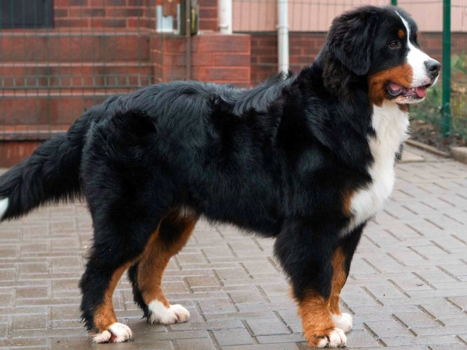 Perros Perro de Montana Barnés en venta