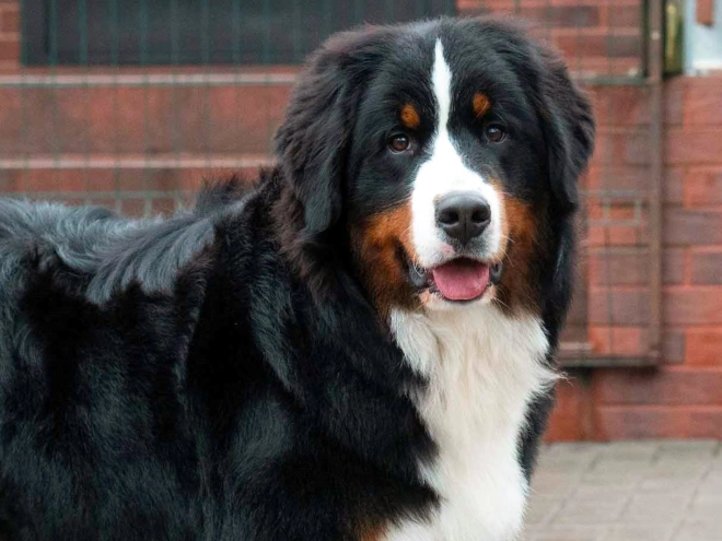 Perros Perro de Montana Barnés en venta
