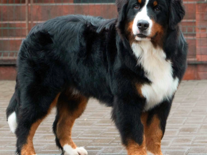 Perros Perro de Montana Barnés en venta