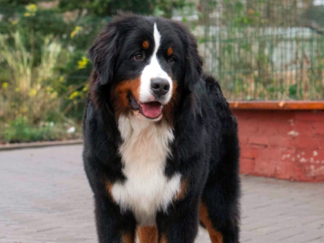 Perros Perro de Montana Barnés en venta