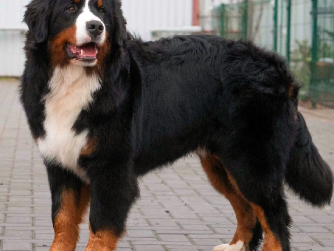 Perros Perro de Montana Barnés en venta
