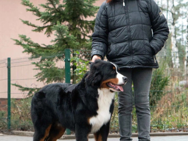 Perros Perro de Montana Barnés en venta