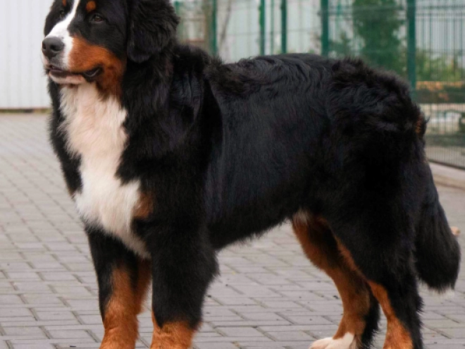 Perros Perro de Montana Barnés en venta