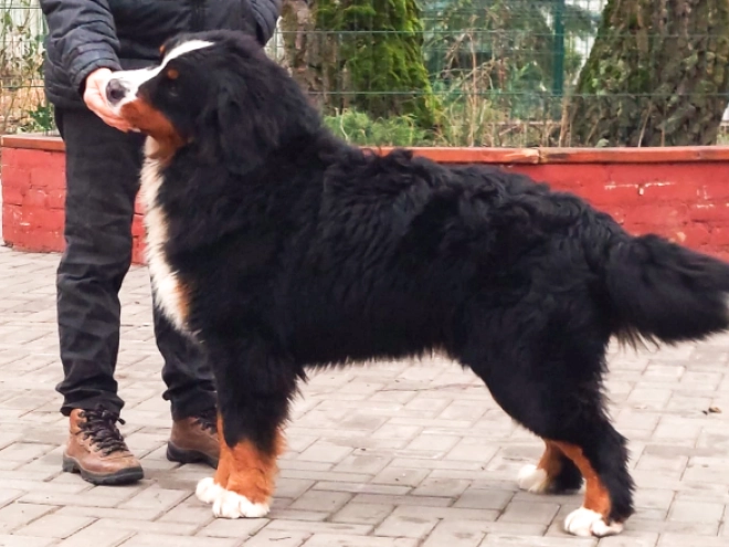 Perros Perro de Montana Barnés en venta