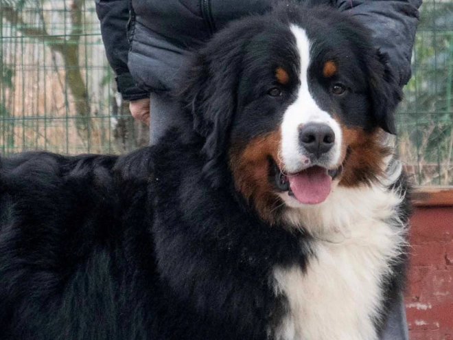 Perros Perro de Montana Barnés en venta