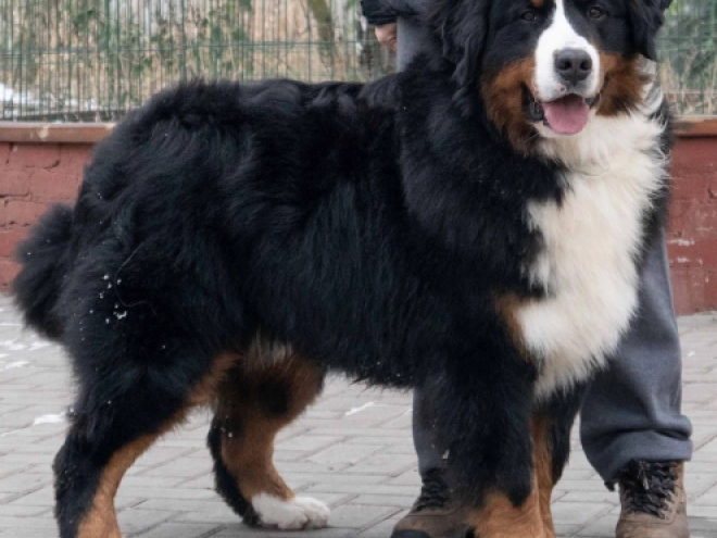 Perros Perro de Montana Barnés en venta