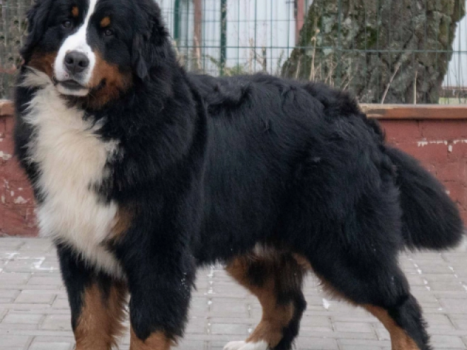Perros Perro de Montana Barnés en venta