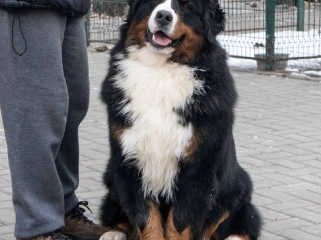 Perros Perro de Montana Barnés en venta