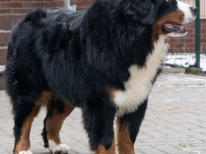 Perros Perro de Montana Barnés en venta