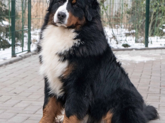Perros Perro de Montana Barnés en venta