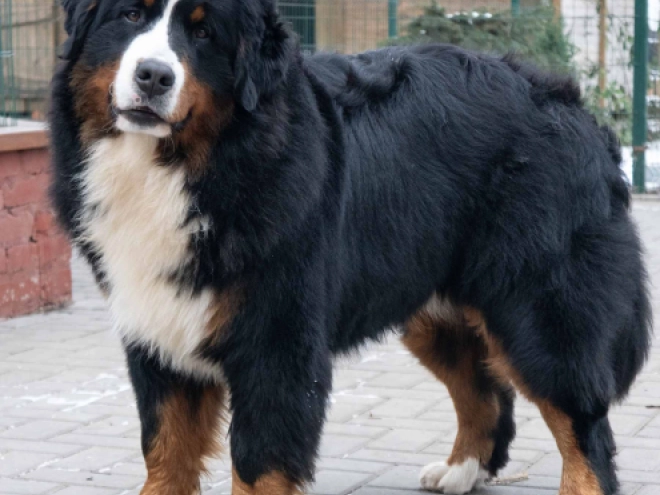Perros Perro de Montana Barnés en venta