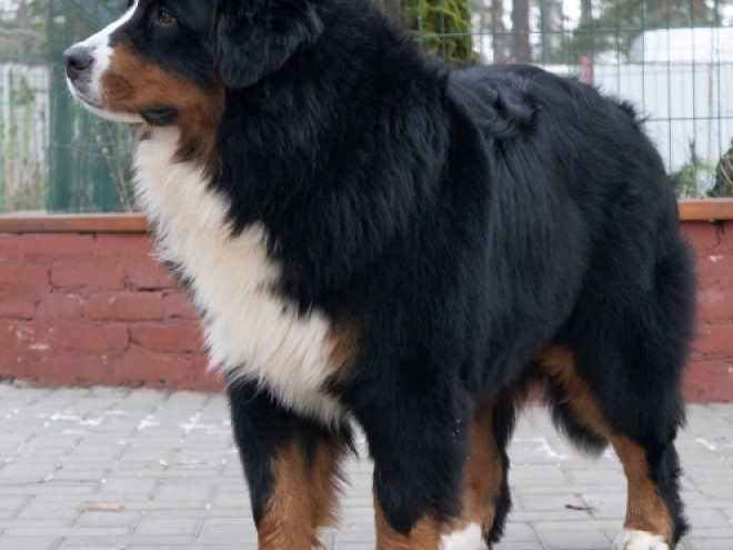 Perros Perro de Montana Barnés en venta
