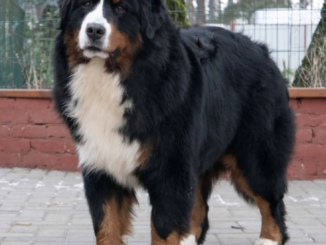 Perros Perro de Montana Barnés en venta