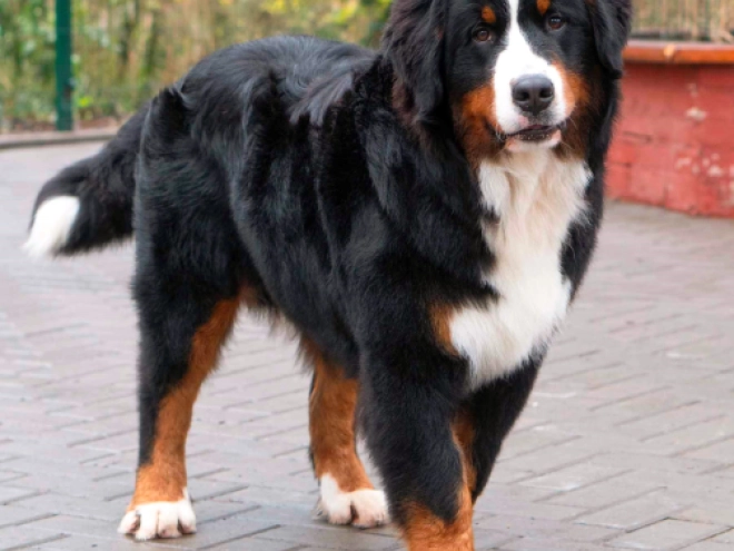 Perros Perro de Montana Barnés en venta