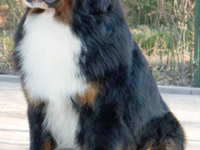 Berner Sennenhund Welpe zu verkaufen