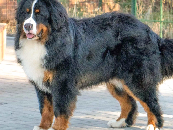 Berner Sennenhund Welpe zu verkaufen