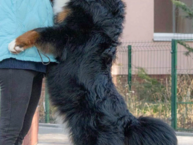 Berner Sennenhund Welpe zu verkaufen