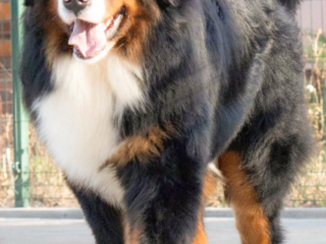 Berner Sennenhund Welpe zu verkaufen