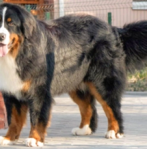 Berner Sennenhund Welpe kaufen