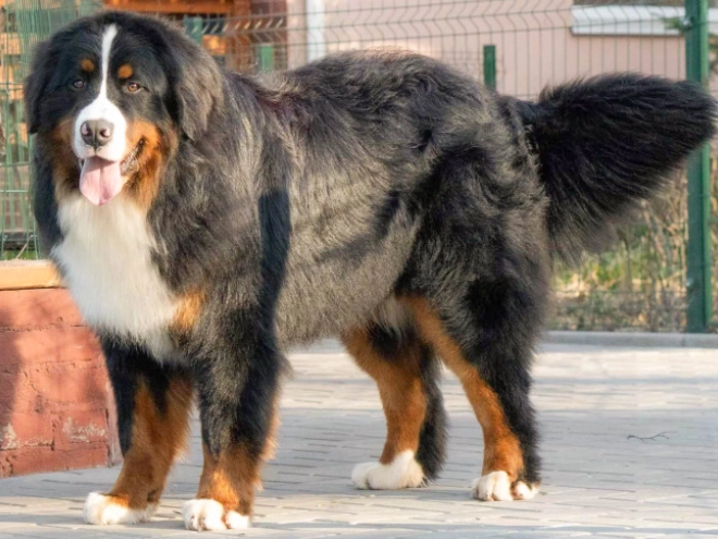 Berner Sennenhund Welpe zu verkaufen
