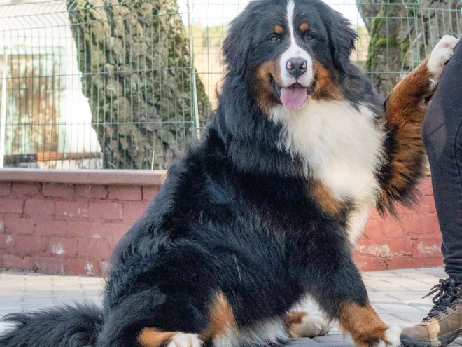 Berner Sennenhund Welpe zu verkaufen