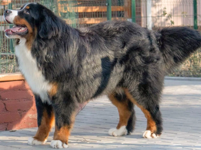 Berner Sennenhund Welpe zu verkaufen