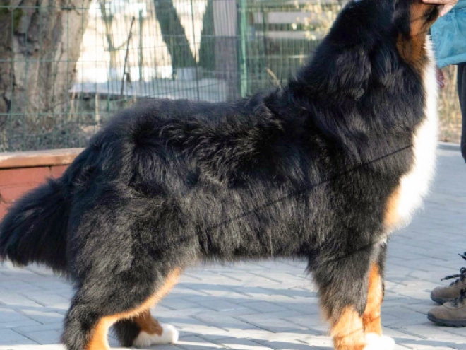Berner Sennenhund Welpe zu verkaufen