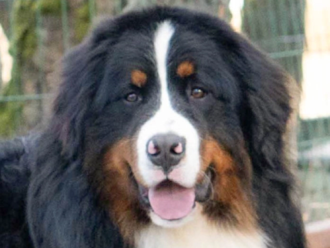 Berner Sennenhund Welpe zu verkaufen