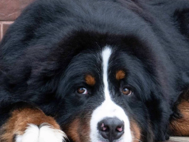 Perros Perro de Montana Barnés en venta