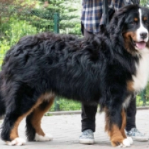 Simon, tricolor Perro de Montana Barnés en venta