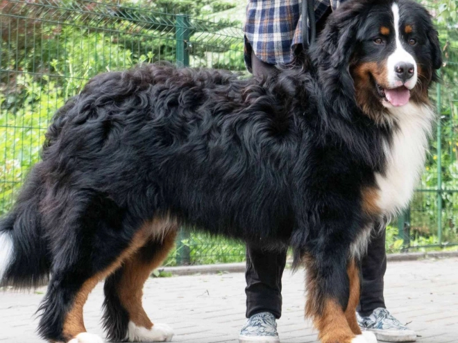 Perros Perro de Montana Barnés en venta