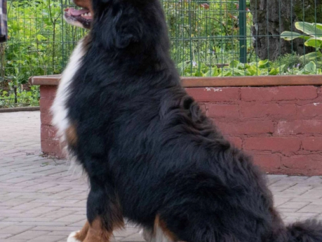 Perros Perro de Montana Barnés en venta