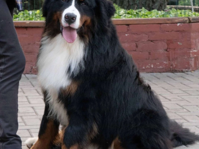 Perros Perro de Montana Barnés en venta