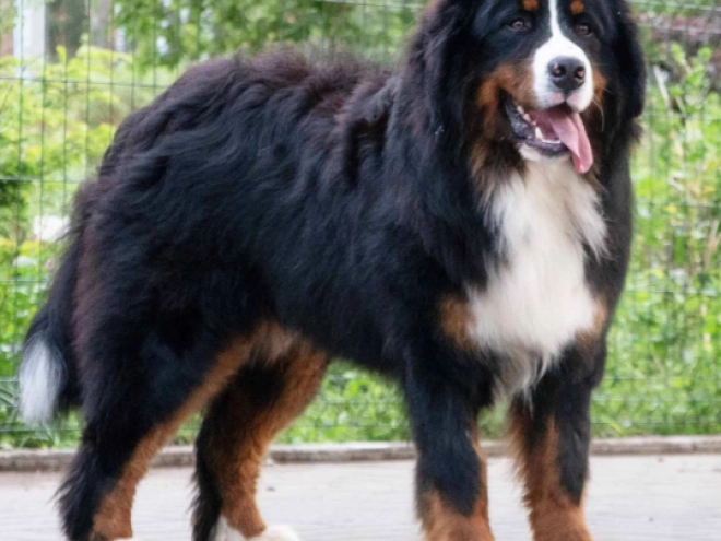 Perros Perro de Montana Barnés en venta