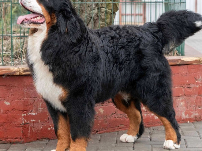 Perros Perro de Montana Barnés en venta