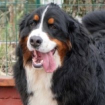 Perros Perro de Montana Barnés en venta