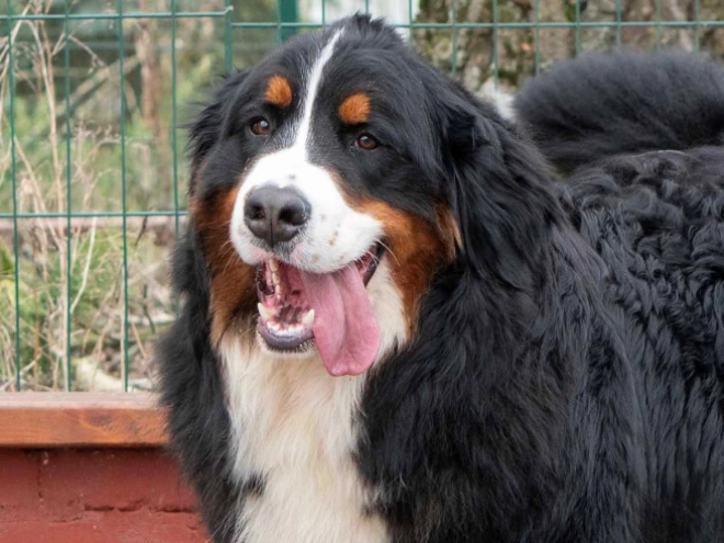 Perros Perro de Montana Barnés en venta