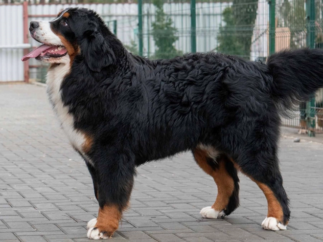 Perros Perro de Montana Barnés en venta